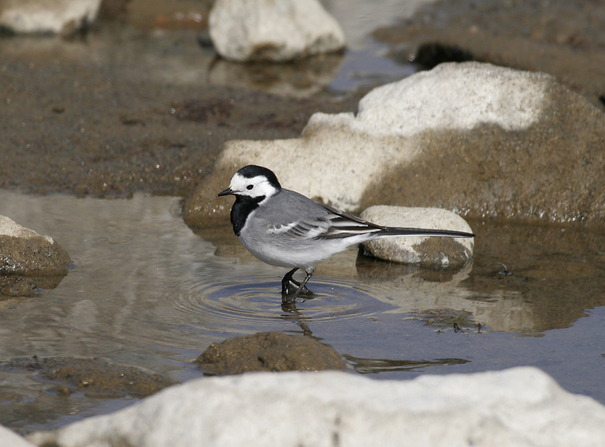 White Wagtail (Motacilla alba)