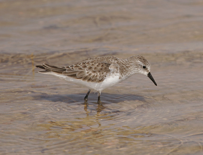 Little Stint (Calidris minuta)