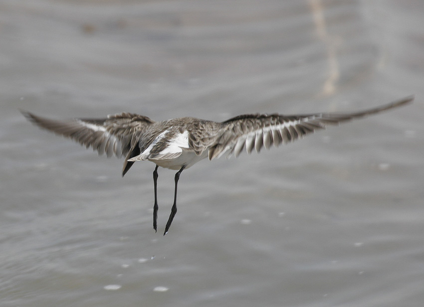 Little Stint (Calidris minuta)