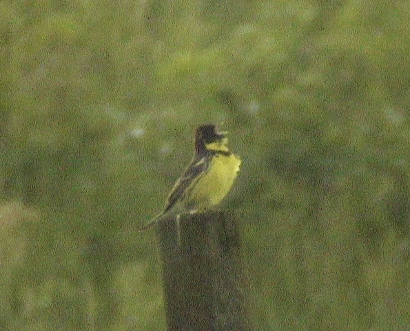 Yellow-breasted Bunting (Emberiza aureola)