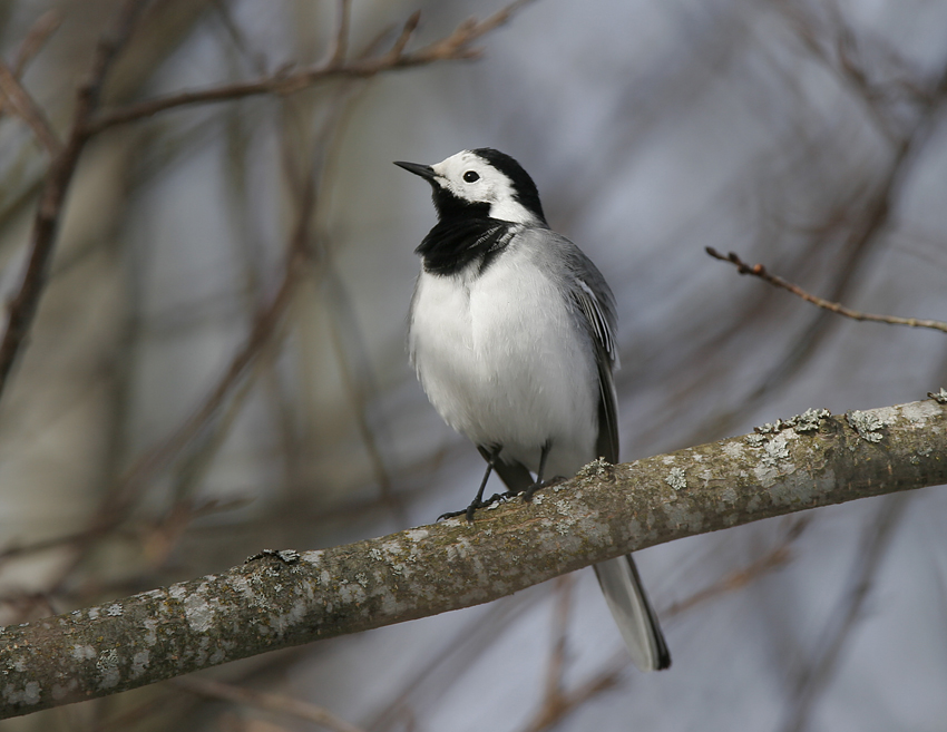 White Wagtail (Motacilla alba)