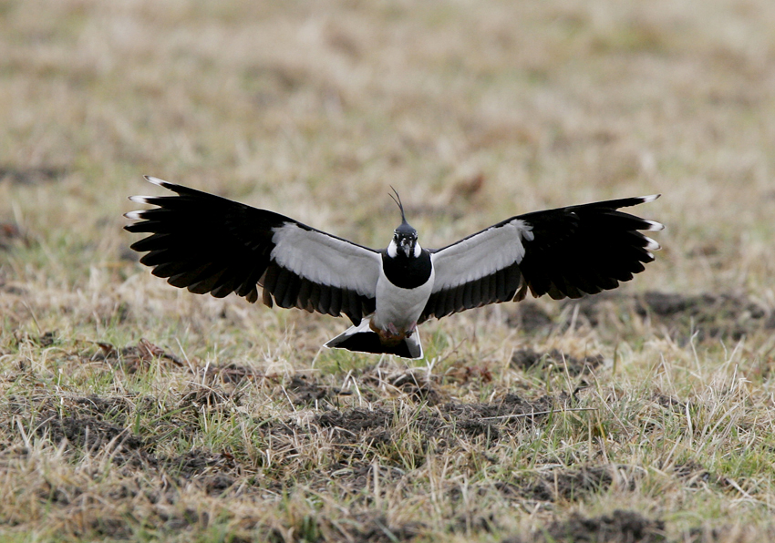 Lapwing (Vanellus vanellus)