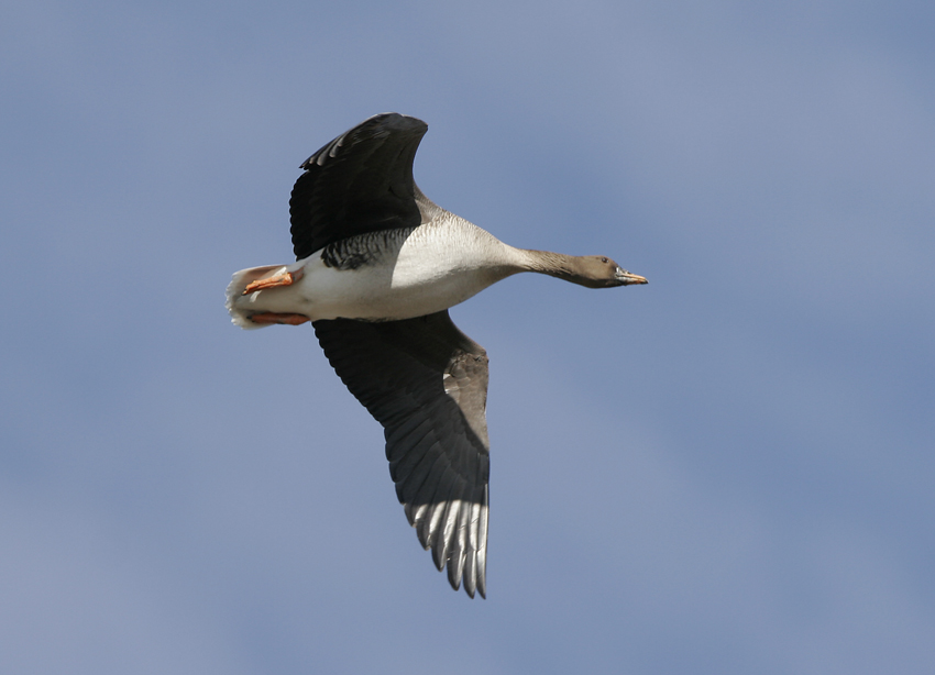 Bean Goose (Anser fabalis)