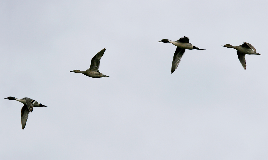 Pintail (Anas acuta)