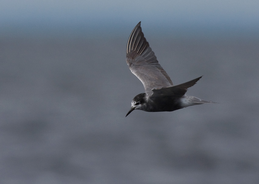 Black Tern (Chlidonias niger)
