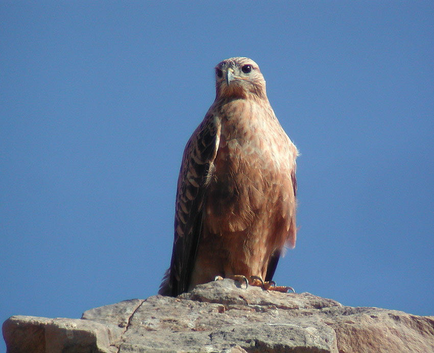 Long-legged Buzzard (Buteo rufinus)