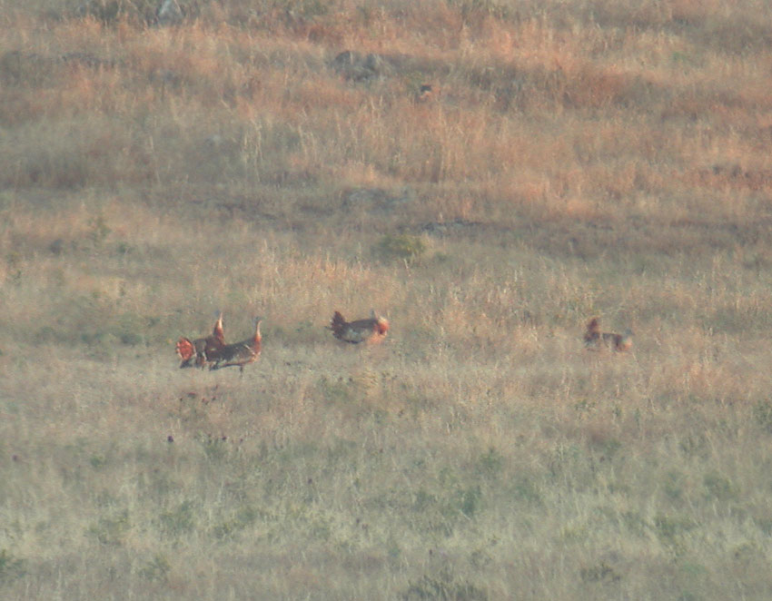 Great Bustard (Otis tarda)