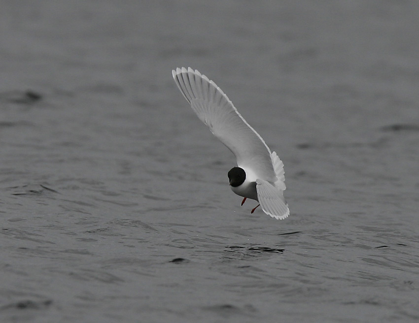 Little Gull (Larus minutus)