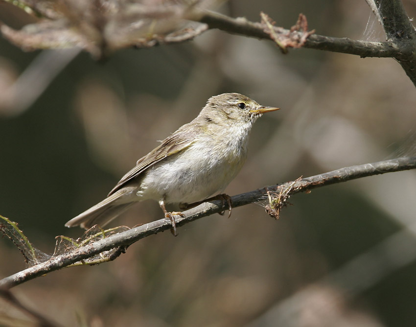 Willow Warbler (Phylloscopus trochilus)