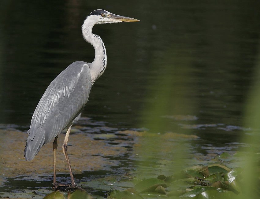 Grey Heron (Ardea cinerea)