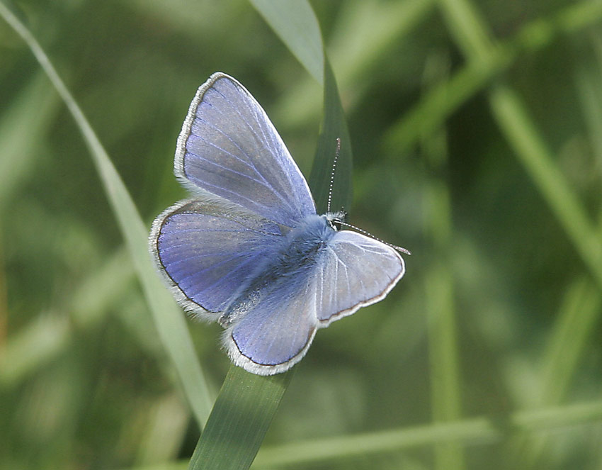 Puktrneblvinge (Polyommatus icarus), hane