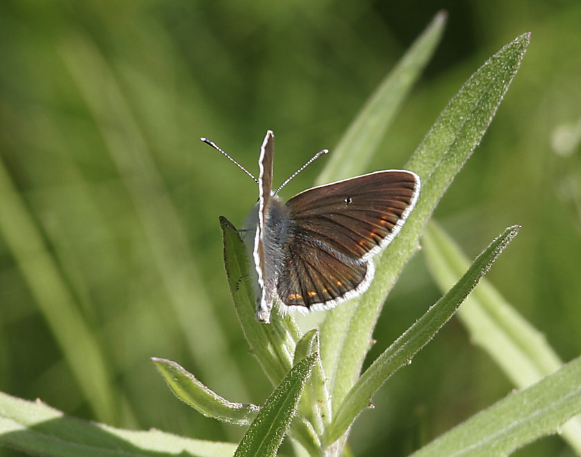 Midsommarblvinge (Aricia artaxerxes)