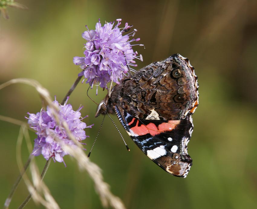 Amiral (Vanessa atalanta)