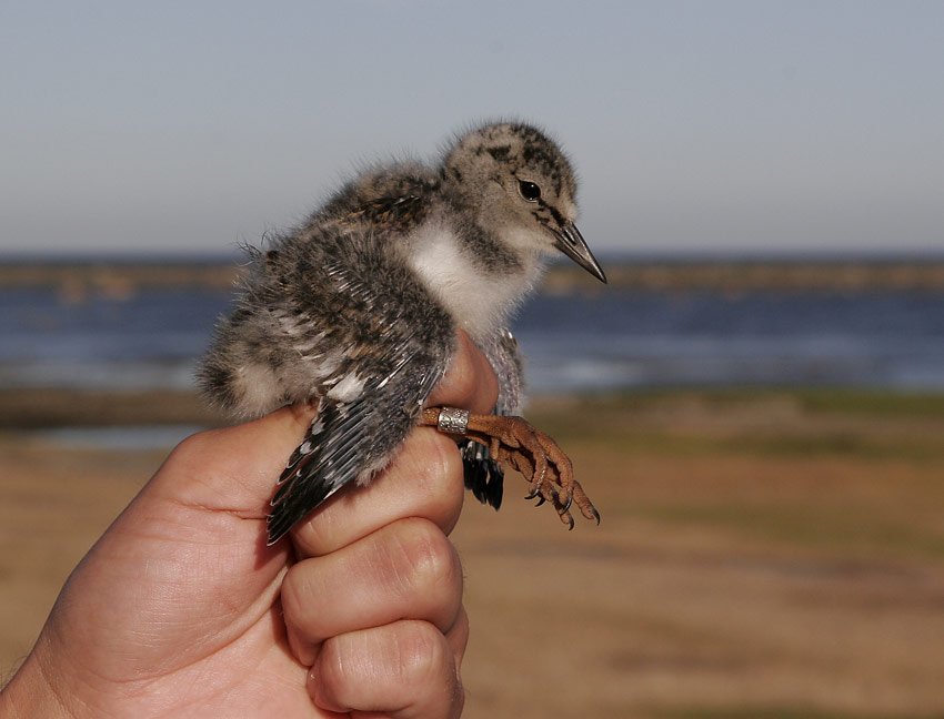 Ruddy Turnstone (Arenaria interpres)