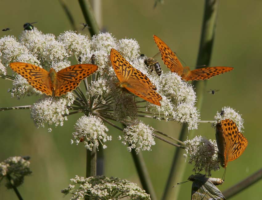 Silverstreckad prlemorfjril ((Argynnis paphia)