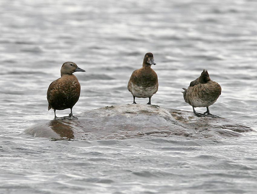 Stellers Eider (Polysticta stelleri)