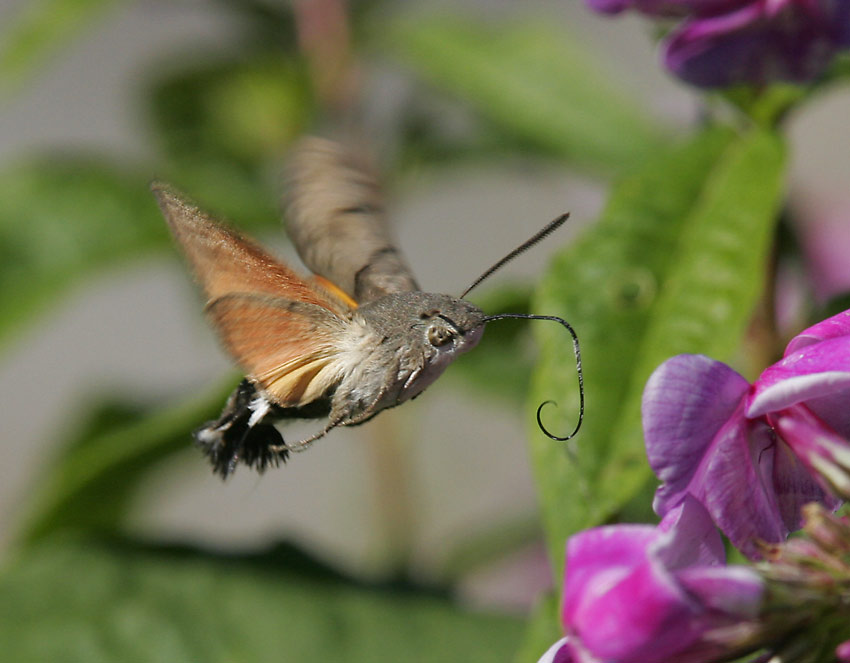 Strre dagsvrmare (Macroglossum stellatarum)