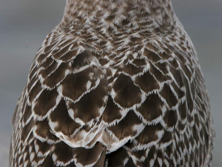 Lesser Black-backed Gull (Larus fuscus), 1K