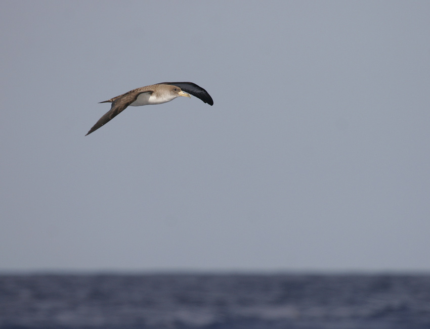 Corys Shearwater (Calonectris diomedea)