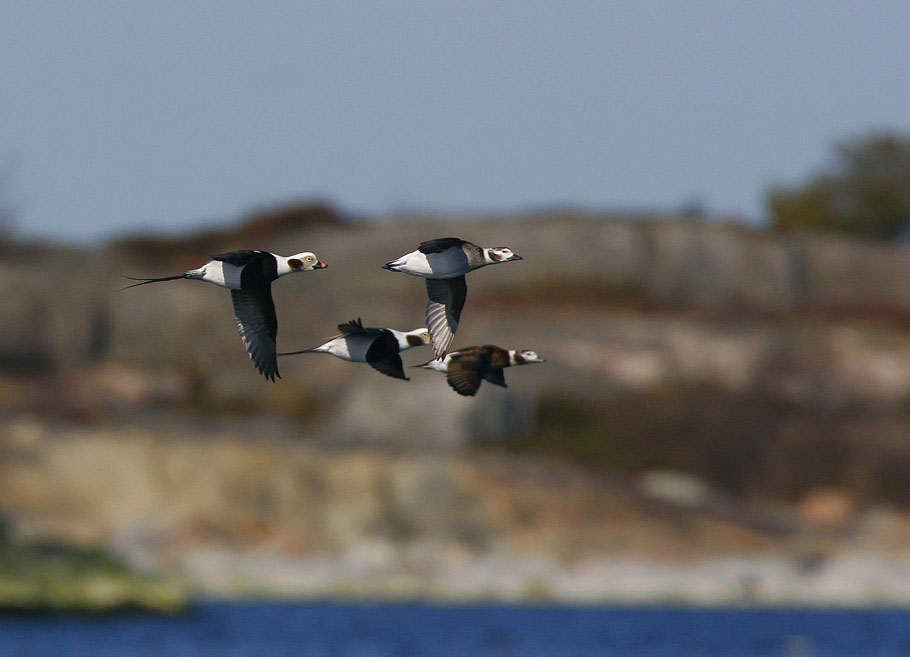 Long-tailed Duck (Clangula hyemalis)