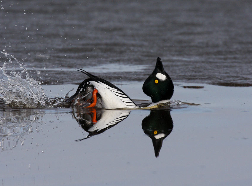 Common Goldeneye (Bucephala clangula)