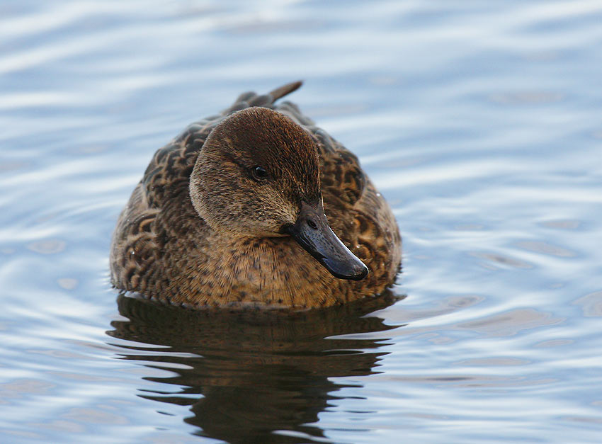 Eurasian Teal (Anas crecca)