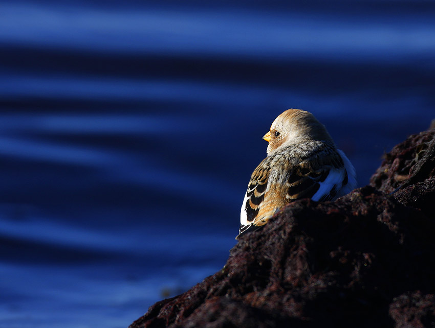 Snow Bunting (Plectrophenax nivalis)