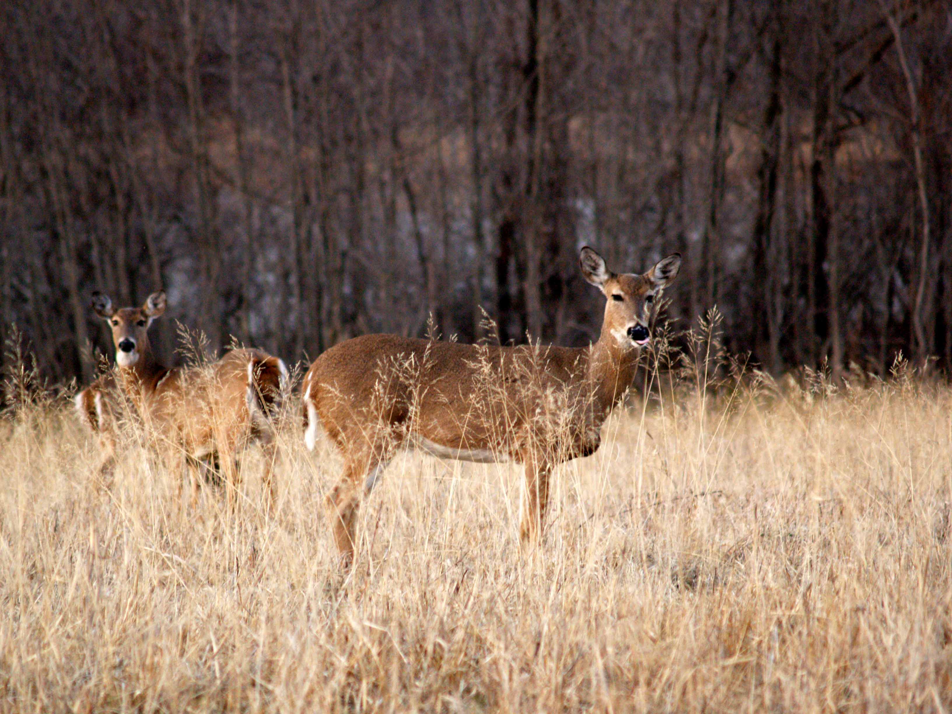 deer creatures