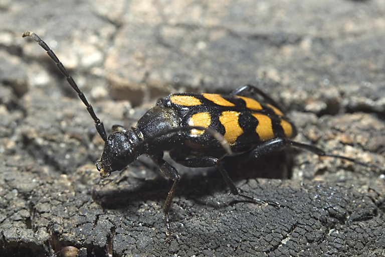 Just a beetle.jpg