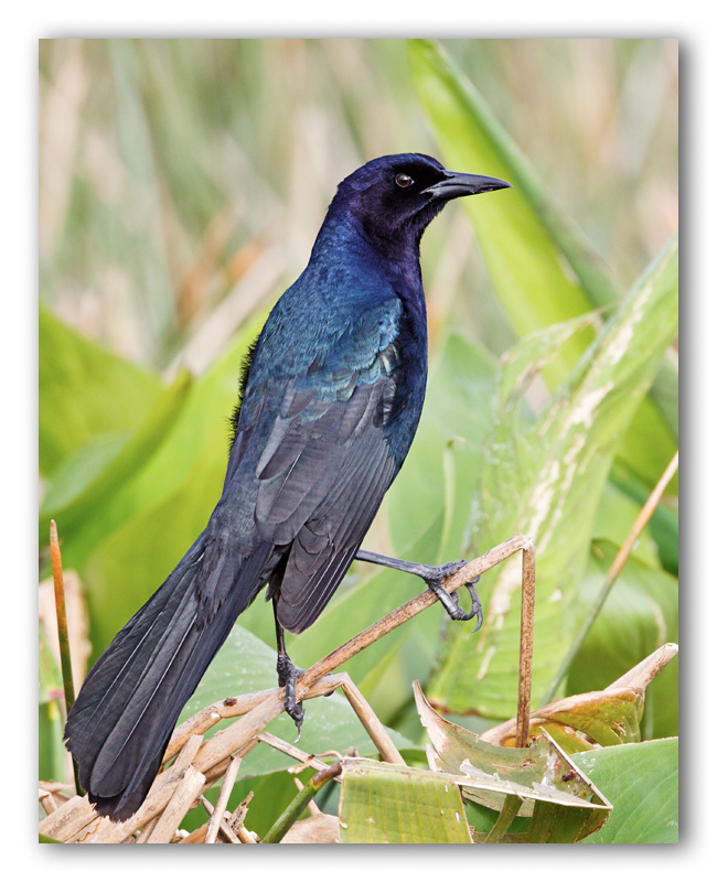 Boat Tailed Grackle/Quiscale des marais, Harns Marsh Fl