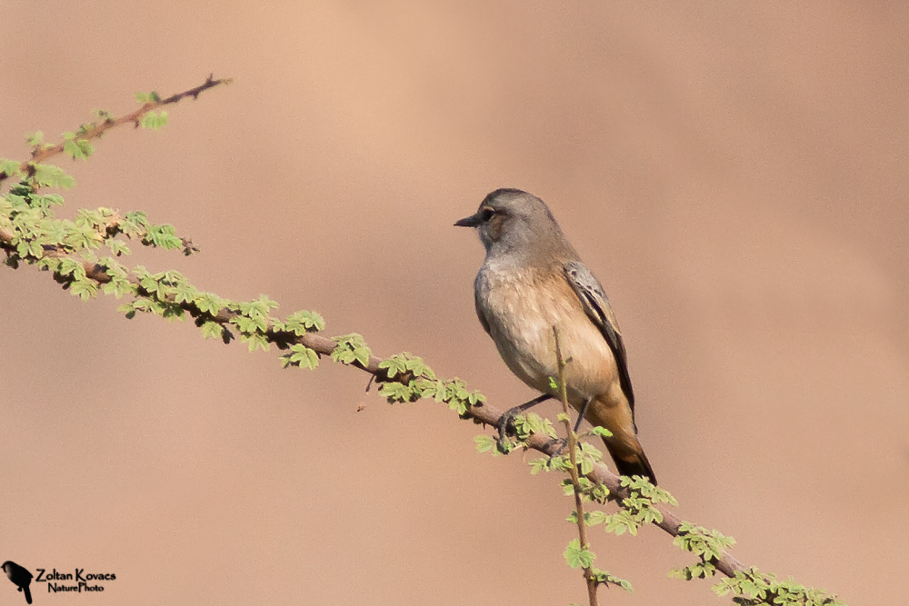 Red-tailed Wheatear (Oenanthe chrysopygia)