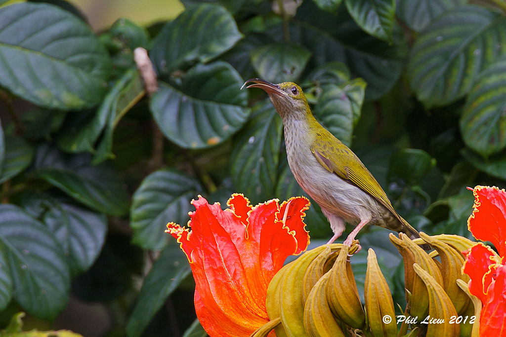 Streaked Spiderhunter