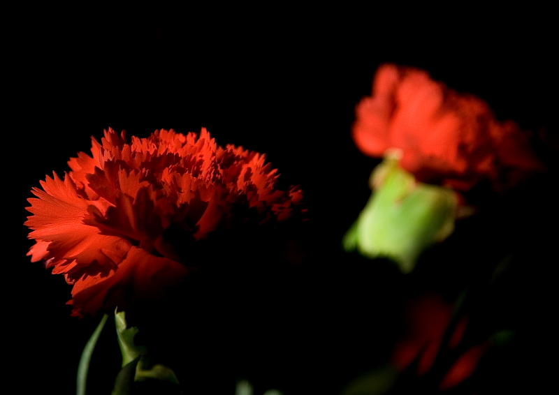 Red Pink II