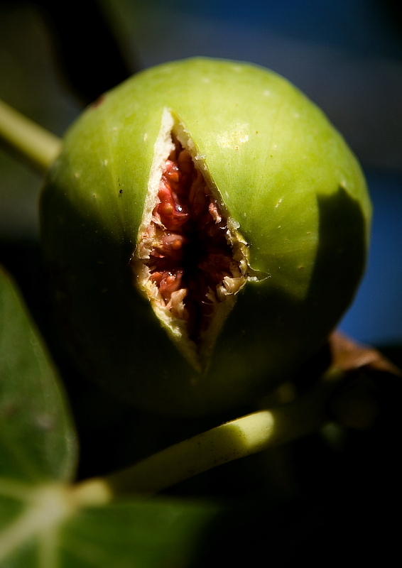 Figs Innuendo I