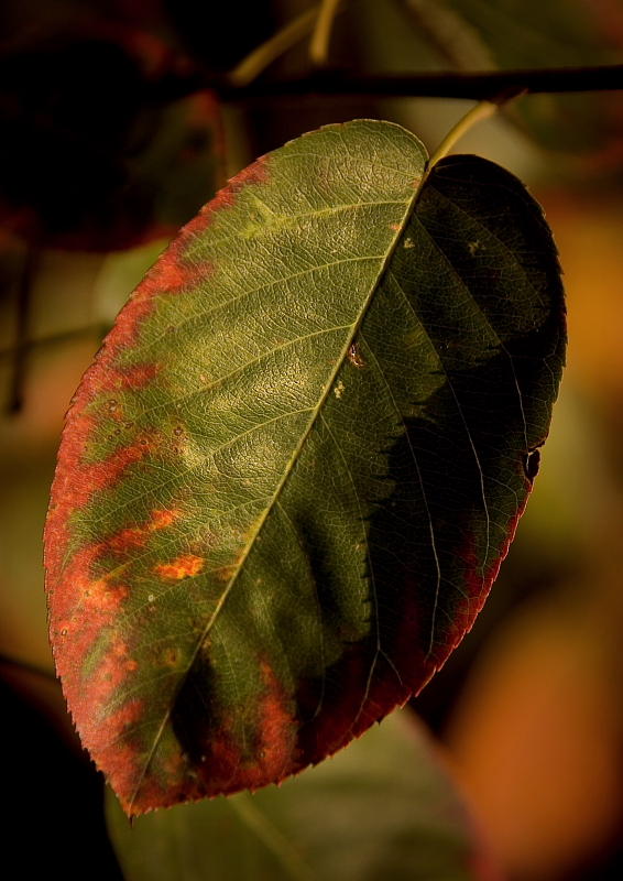 Autumn Colours XIII