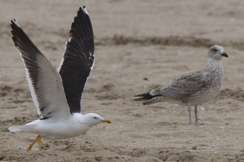 Kleine Mantelmeeuw intermedius