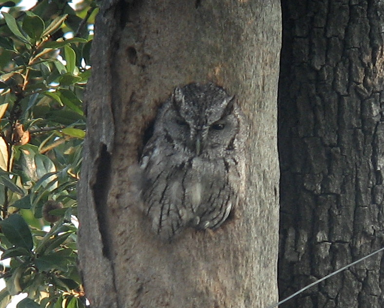 Eastern Screech Owl--Pharr TX--May 2007.jpg
