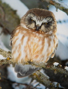 Saw-whet Owl--Okanogan88---1--3-09.jpg