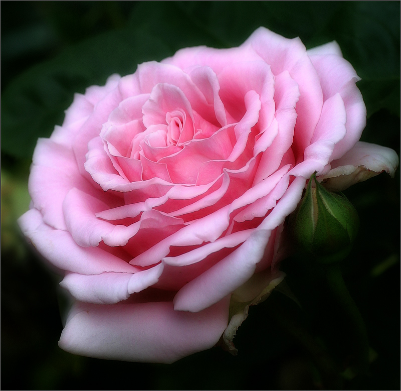 Childrens Rose