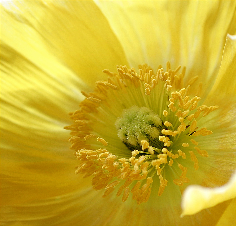 poppy yellow