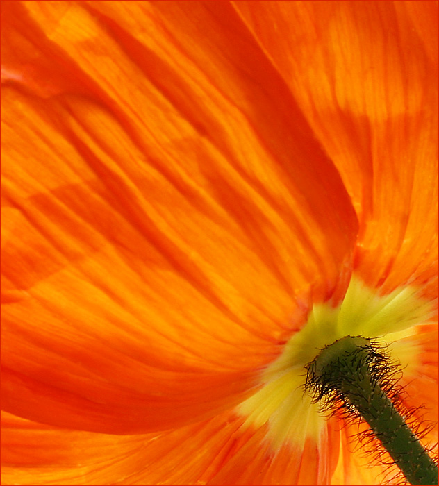 Poppy stem