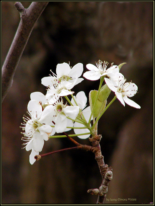 PearBlossoms.6039