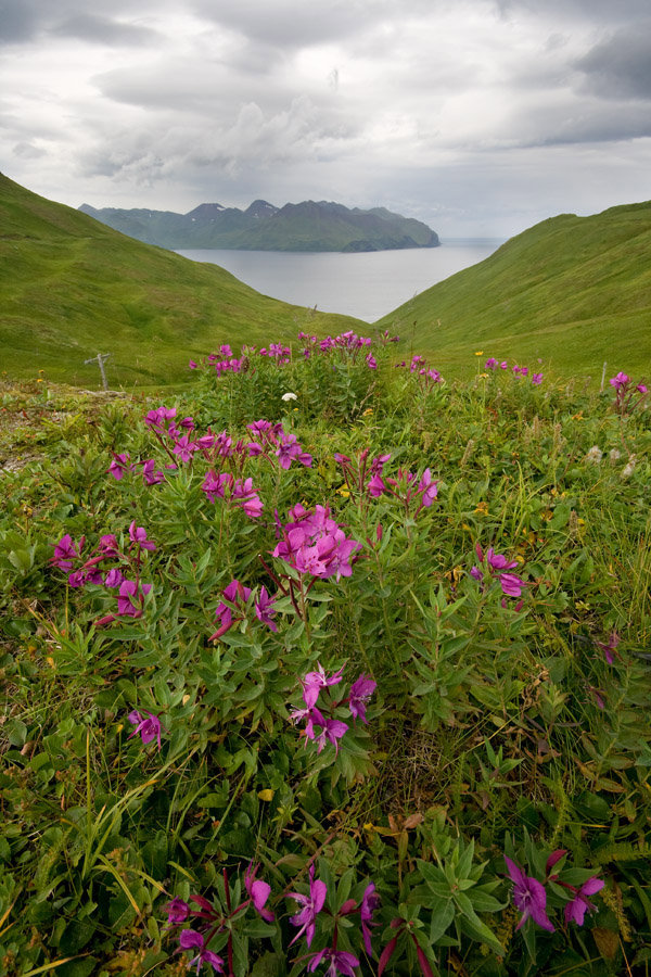 Wildflowers