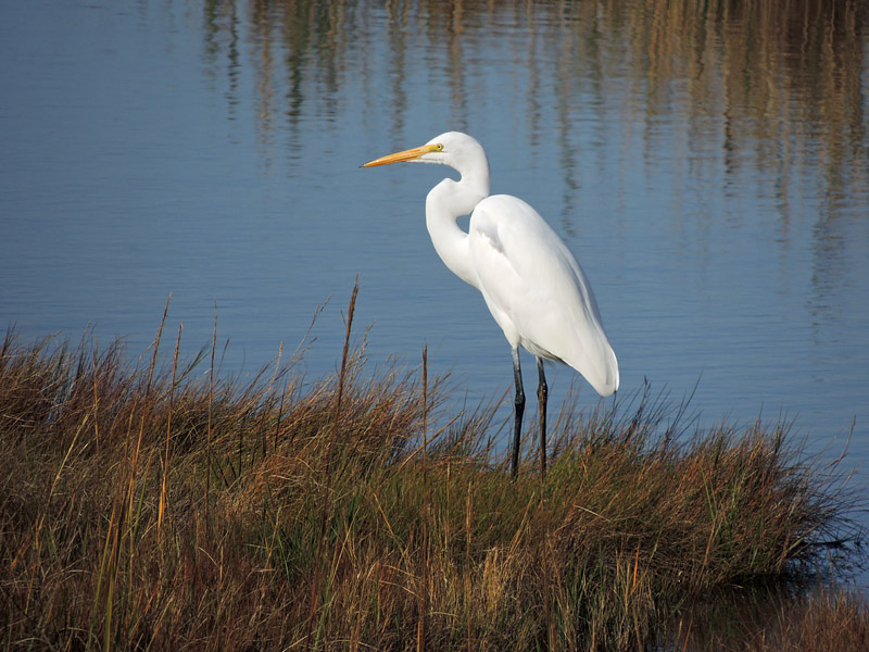 Egret at Dusk