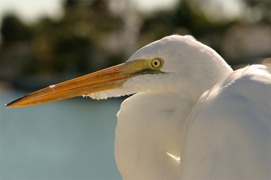 Egret Portrait