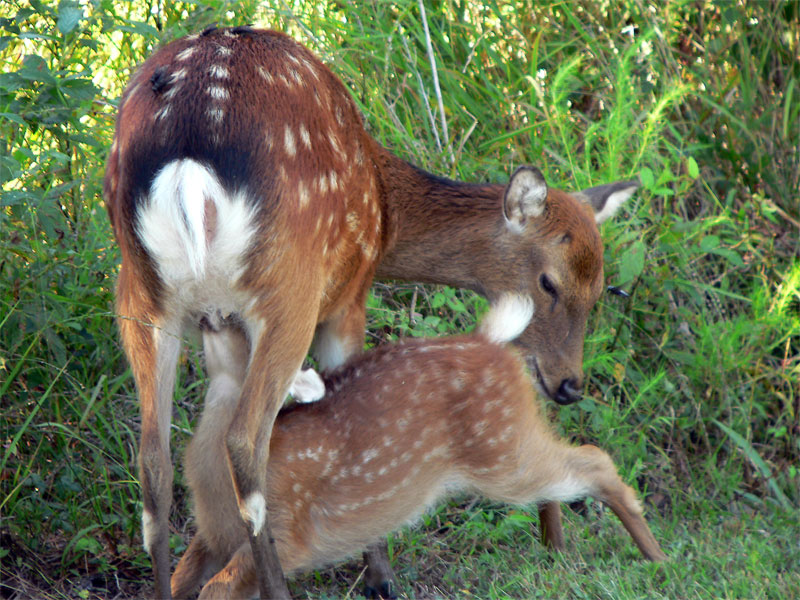 Nursing Fawn