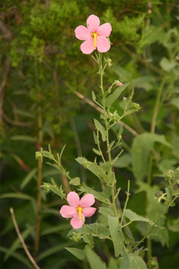 Swamp rose mallow