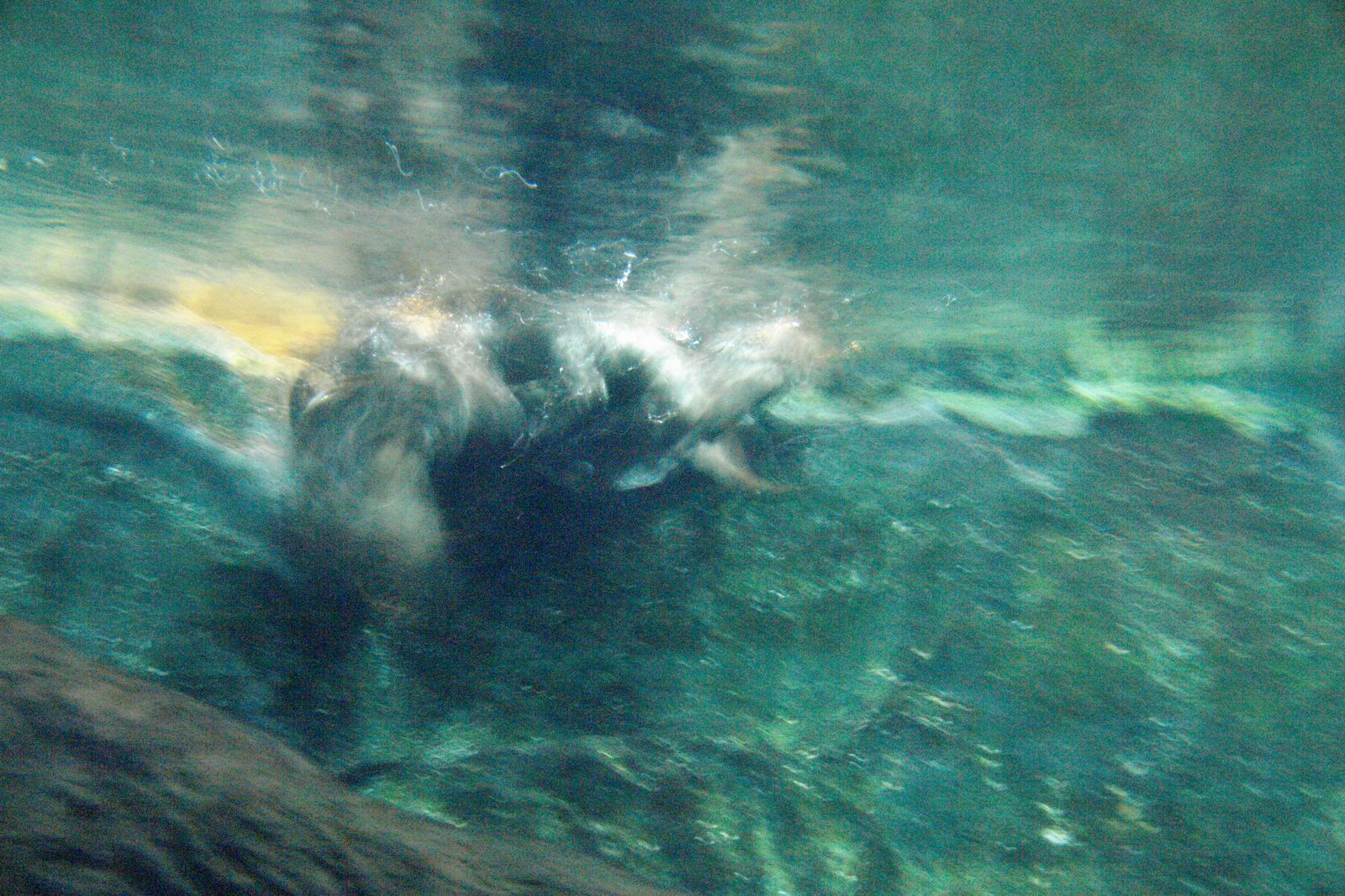 COEX Aquarium - Otters in the water having fun