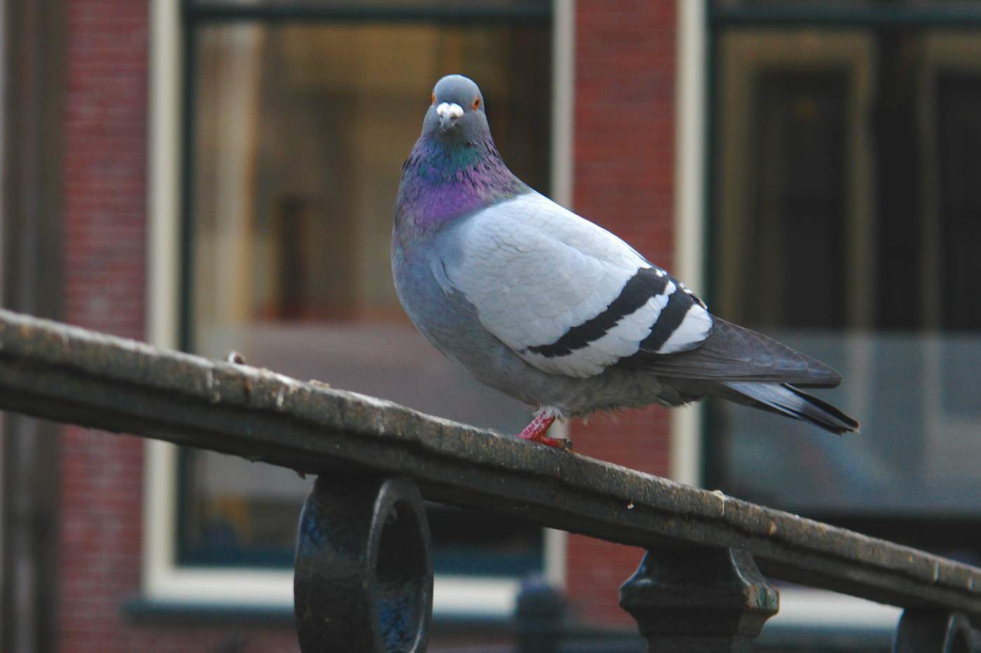 Dove in bridge