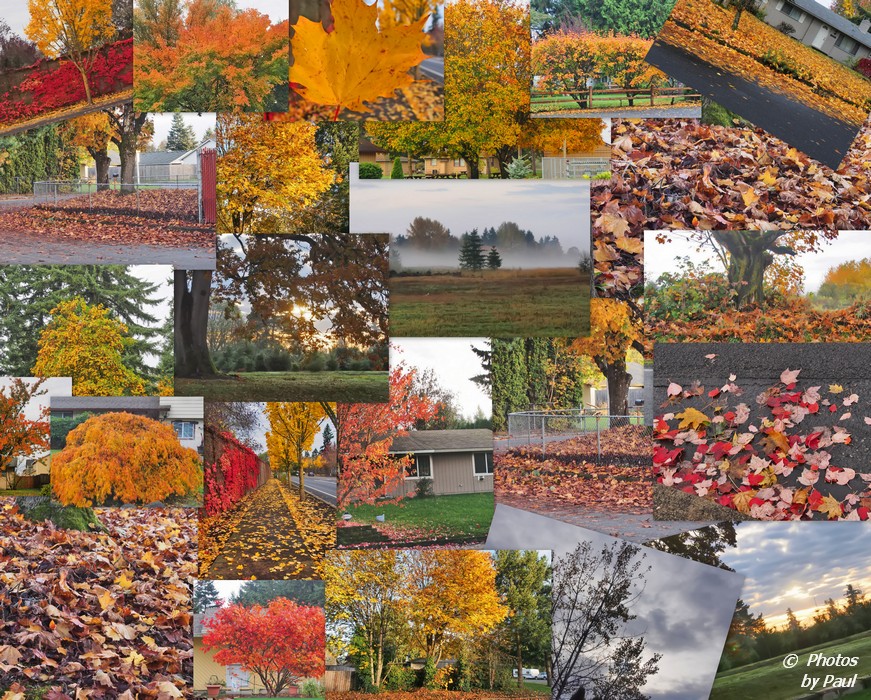 SEVERAL BITS OF AUTUMN